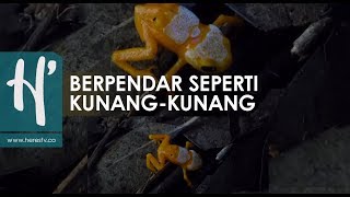 Penemuan Katak yang Bisa Bercahaya [upl. by Zigrang]