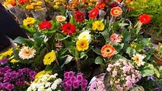 MANDEVILLA GERBERA MILI ASTER FLOWER PLANT PRICE  GALIFF STREET NURSERY HAAT  Best Flowers Forever [upl. by Shell]