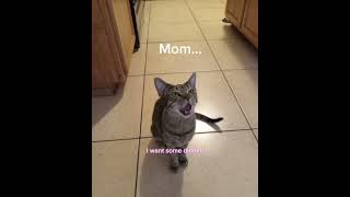 Cat Picture ❤️ cat demanding food🤣 shorts youtubeshorts [upl. by Lladnek]