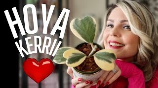 Hoya Kerrii Plant  Everything You Need To Know  My Collection [upl. by Roose]