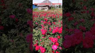 400 rs 12 inch Kashmir Rose available a1nursrygarden [upl. by Assirrem129]