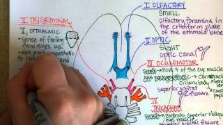 Cranial Nerves Part 1 [upl. by Eidnak592]