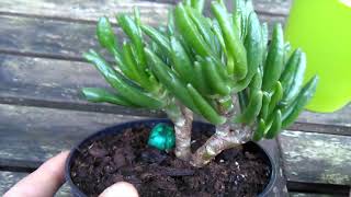 My new crassula gollum [upl. by Lalo]