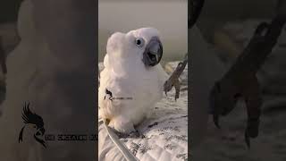 Cockatoo HappinessExploring Their Food Preferencesbirdscockatoolove birdlifeparrotshortvideo [upl. by Kcirtapnaes]