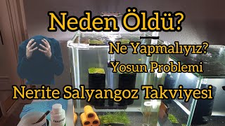 avsaraqua Sarı Ateş Neon Karides Akvaryumu Yavruları BekliyoruzNeden ÖldüKaridesvAkvaryum Kurulumu [upl. by Py]