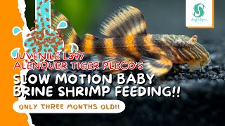 TIGER PLECO LIVE FEEDING Juvenile L397 Tiger Pleco SLOW MOTION Plecostomus BBS Feeding [upl. by Ronnoc]