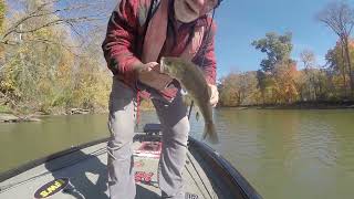 IROQUOIS RIVER FEEDING FRENZY [upl. by Frame339]