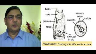 STATOCYST Organ of Equilibrium [upl. by Albertine534]