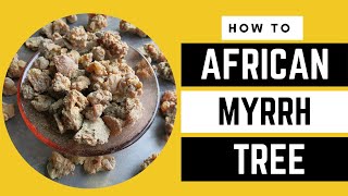 10 Surprising Uses of The African MYRRH Revealed  AFRICA FARMING HOW TO ep 16 [upl. by Arhas]