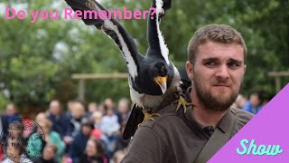 Roofvogelshow In Pairi Daiza  Nostalgie [upl. by Clarie]