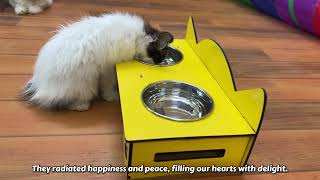 Worried poor kitten crying and begs people to help but everyone ignored [upl. by Assenahs]