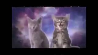 Gatitos maullando Remix v [upl. by Gerard524]