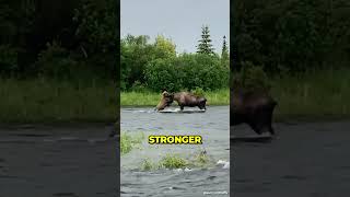 Bear vs Moose  Epic battle [upl. by Cleti]