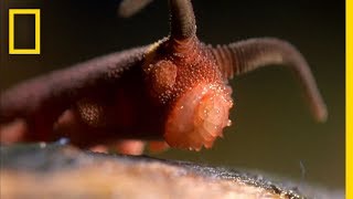 This Worm Uses a quotSilly String of Deathquot  National Geographic [upl. by Ecnaiva]