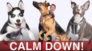 How To Calm Your Dog Down in Minutes [upl. by Ahiel]