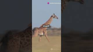 Giraffe Was Attacked By Lion giraffe lion shorts [upl. by Clements39]