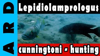 Lepidiolamprologus cunningtoni  Hunting [upl. by Rubia]