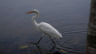 GARÇABRANCAGRANDE ARDEA ALBA CASMERODIUS ALBUS GREAT EGRET Mãe natureza [upl. by Joelly]