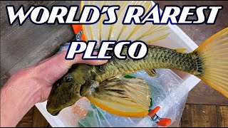 Phase 3 Luteus Pleco Unboxing ThrowBack HOLY GRAIL PLECO [upl. by Roybn806]