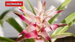 11 Different Types of Bromeliad Plants [upl. by Ordnasil980]