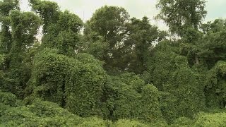 Kudzu Spreads North [upl. by Landis]