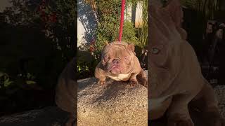 This American Bully Has Exclusive Genetics [upl. by Eido]