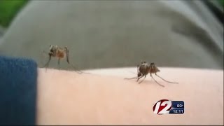 Mosquitoes Positive for EEE in New Bedford [upl. by Seiber]