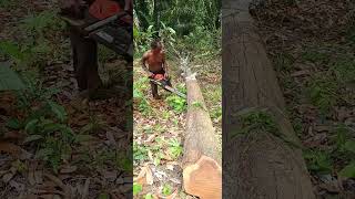 mangosteen tree pruning [upl. by Dupuy]