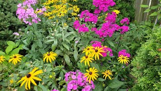 The Perennial That Brightened Up My Summer Garden  Garden Phlox [upl. by Emiatej]