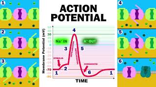 THE ACTION POTENTIAL [upl. by Hilleary]