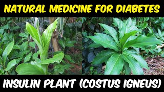 Insulin Plant Costus igneus  Best Natural Medicine For Diabetes [upl. by Cari]