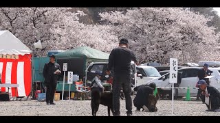 甲斐犬愛護会第１４９回展覧会ミニビデオ The 149th Kai Ken Aigokai National Exhibition [upl. by Albers]