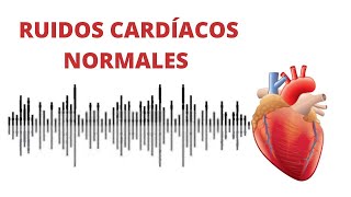 AUSCULTACIÓN CARDÍACA ruidos normales del corazón r1r2  s1s2 [upl. by Frasier]