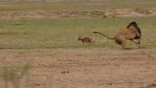 Lion and Jackal Encounter in the Kalahari Khalagadi [upl. by Asiul]