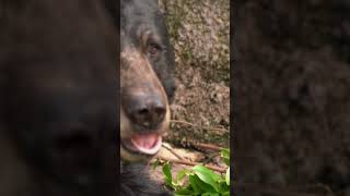 Intense Black Bear Fight Caught on Camera Bears Incredible Fishing Skills Caught on Camera [upl. by Enar253]