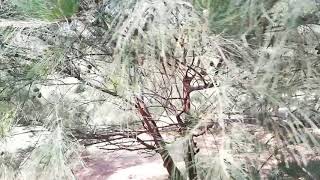 Casuarina Tree Casuarina equisetifolia [upl. by Ikin]