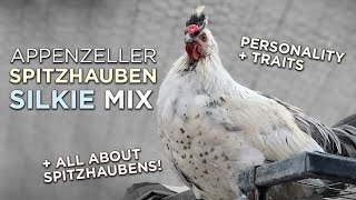 Silkie  Spitzhauben  Weird chicken cross breeds [upl. by Broucek]