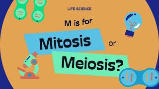 mitosis and meiosis animation [upl. by Abehshtab]