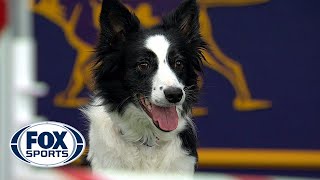 Watch FameUS win the 2018 Masters Agility Championship  FOX SPORTS [upl. by Enneyehc]