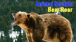 Bear Roar  Animal Sounds [upl. by Ahtnamys]