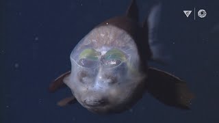 MBARIs Top 10 deepsea animals [upl. by Kalvin]