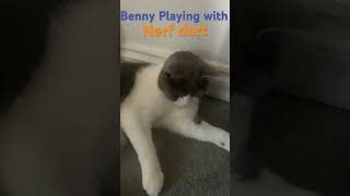 Benny playing with nerf dart kitten [upl. by Llednar]