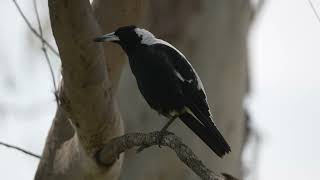 Magpie Warbles On One Leg And Friend Shows Up [upl. by Ellivro]