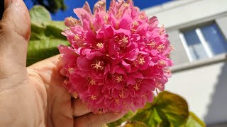 Pink Ball Tree Dombeya wallichii  eating Cookie Dough Flowers [upl. by Novej]