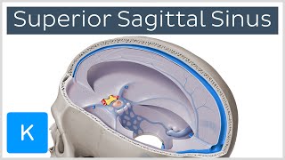 Superior sagittal sinus  Location amp function Human Anatomy  Kenhub [upl. by Peery439]