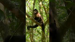 Mono Caí Negro Sapajus nigritus – Parque Nacional Iguazú – Buscado Fauna Short [upl. by Jermayne]