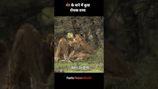 शेर के बारे में कुछ रोचक तथ्य  Amazing Facts  Fact Focus World  facts ytshorts [upl. by Gnaht]