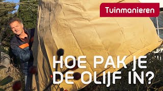 Hoe bescherm je de olijf tegen vorst  Tuinieren  Tuinmanieren [upl. by Eissalc]