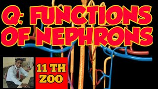 Q FUNCTIONS OF NEPHRON PARTS [upl. by Enelyad]