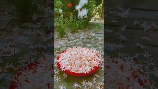 Shiuli phool Parijat Flowershiuli parijat flowers gardening viraltitle viralvideos shorts [upl. by Uhayile]